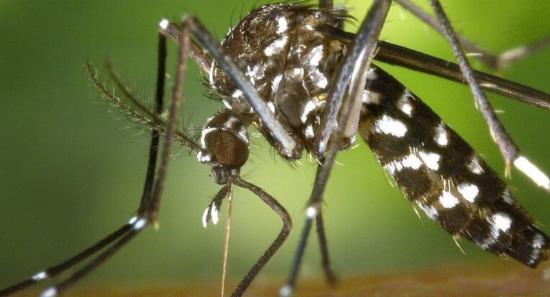 Nationwide Dengue Cases Top 82,000